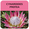 How to grow and care for Protea's in South Africa